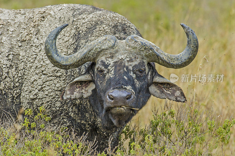 非洲水牛或开普敦水牛(Syncerus caffer)，是一种大型非洲牛。上面有泥。纳库鲁湖国家公园，肯尼亚。